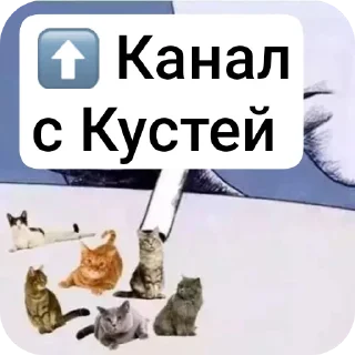 Sticker from Все с кусей @korolpupsikov