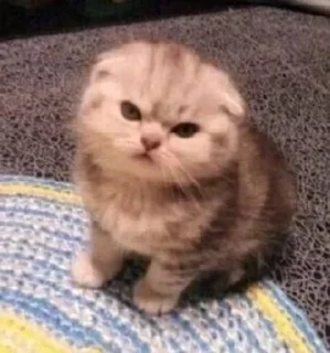😡 emoji бб Telegram sticker 5 of 54