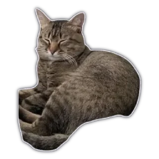 🐈 emoji Для важных переговоров Telegram sticker 18 of 41