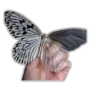 🦋 emoji Для важных переговоров Telegram sticker 21 of 41