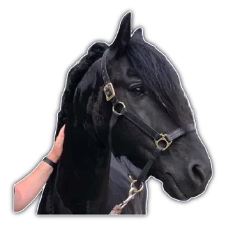 🐎 emoji Для важных переговоров Telegram sticker 20 of 41