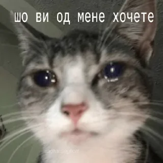 😩 emoji стікери ненормальної Telegram sticker 15 of 119