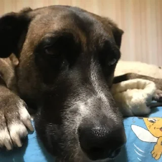 😭 emoji балбесы Telegram sticker 8 of 25