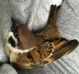 🐤 emoji Ёбушки воробушки от Ruber Telegram sticker 23 of 42