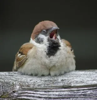 🥱 emoji Ёбушки воробушки от Ruber Telegram sticker 7 of 42