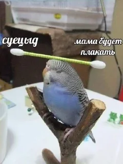 Sticker from ахуенни птицы от йеши
@kittcat