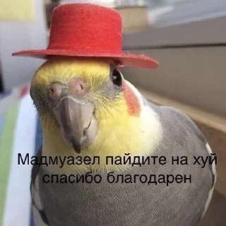 🌟 emoji Папуги Telegram sticker 18 of 119