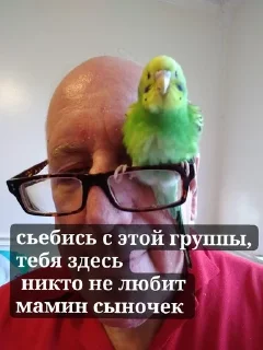 🌟 emoji ахуенни птицы от йеши
@kittcat Telegram sticker 19 of 19