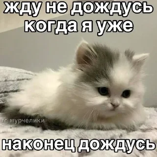 🌟 emoji Смысл жызни мэмы мэмы Telegram sticker 14 of 120