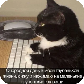 🐱 emoji Смысл жызни мэмы мэмы Telegram sticker 21 of 120