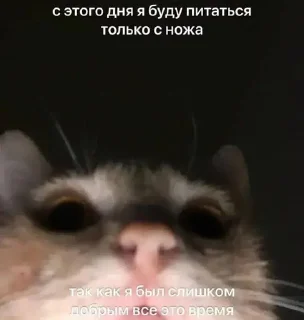 🌟 emoji Смысл жызни мэмы мэмы Telegram sticker 18 of 120
