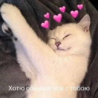❤️ emoji я котик ты котик Telegram sticker 12 of 65
