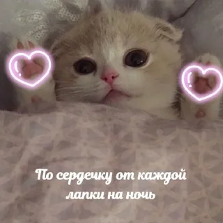 💗 emoji я котик ты котик Telegram sticker 22 of 65