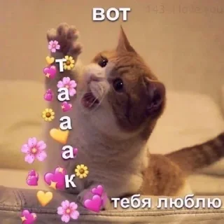❤️ emoji я котик ты котик Telegram sticker 15 of 65