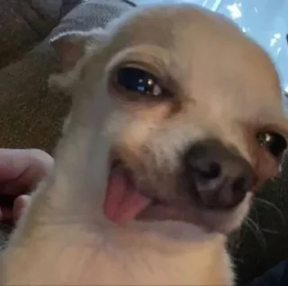 😋 emoji Слив Собачки Нагибатора! 🔞 Telegram sticker 9 of 16
