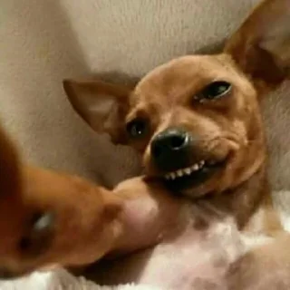 😁 emoji Слив Собачки Нагибатора! 🔞 Telegram sticker 8 of 16