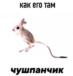 🕊️ emoji Чего? Telegram sticker 13 of 62