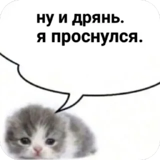 🫥 emoji Кеты мемы Telegram sticker 13 of 30