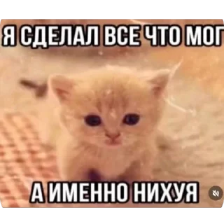 🫥 emoji Кеты мемы Telegram sticker 24 of 30