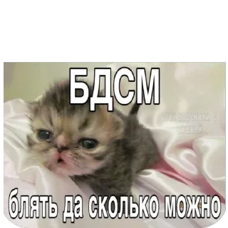 🫥 emoji Кеты мемы Telegram sticker 5 of 30
