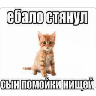 🫥 emoji Кеты мемы Telegram sticker 14 of 30