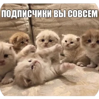 🫥 emoji Кеты мемы Telegram sticker 7 of 30