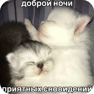 🫥 emoji Кеты мемы Telegram sticker 21 of 30