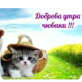 🫥 emoji Кеты мемы Telegram sticker 8 of 30