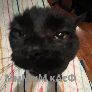 😍 emoji ❤️Котеечки-Ван-Лав❤️ Telegram sticker 20 of 47