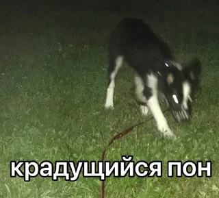 🫣 emoji каору вахуи Telegram sticker 13 of 19