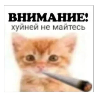🚬 emoji pupsikiesmemes5 Telegram sticker 9 of 50