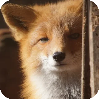 🦊 emoji Лисы @foxgreyfr Telegram sticker 15 of 17