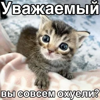 🌟 emoji убийственные котята Telegram sticker 11 of 51