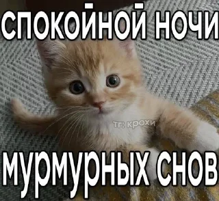 🌟 emoji убийственные котята Telegram sticker 7 of 51