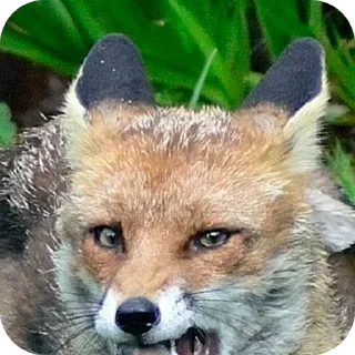 🦊 emoji Лисы @foxgreyfr Telegram sticker 10 of 17