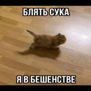 🌟 emoji убийственные котята Telegram sticker 8 of 51