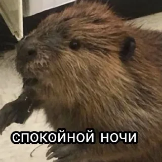 🌟 emoji Енотиха Telegram sticker 24 of 42