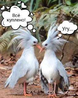 Sticker from ВСЁ КУПЛЕНО Kalina&Peleus_1