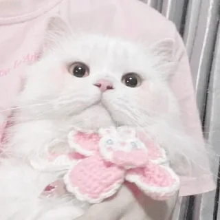 🎧 emoji ☆cat♡cat࿐⊹kitty˚˙cat♡ Telegram sticker 7 of 20