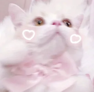 🎀 emoji ☆cat♡cat࿐⊹kitty˚˙cat♡ Telegram sticker 11 of 20