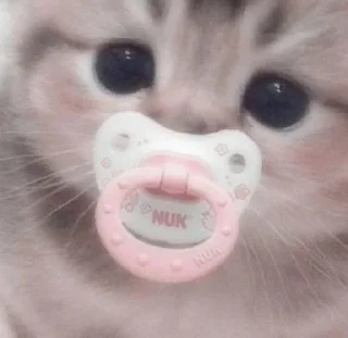 💕 emoji ☆cat♡cat࿐⊹kitty˚˙cat♡ Telegram sticker 19 of 20