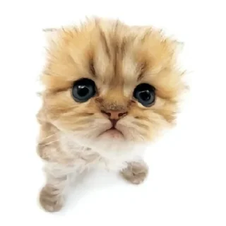 🌟 emoji Котике @Listonok Telegram sticker 16 of 21