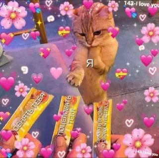 ❤️ emoji @sempai21 Милые котики Telegram sticker 11 of 30