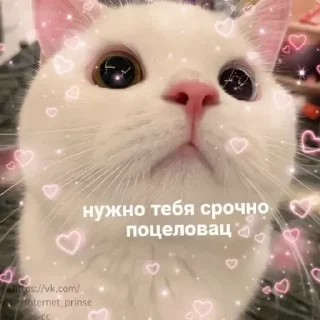 ❤️ emoji @sempai21 Милые котики Telegram sticker 9 of 30