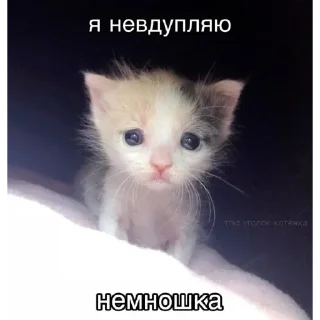 🙂 emoji Ну и конечно котикиииии @matvey357daf Telegram sticker 15 of 104