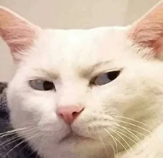 😑 emoji мемы с котами Telegram sticker 22 of 25