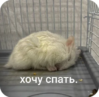 🌟 emoji милые хомячки Telegram sticker 24 of 50