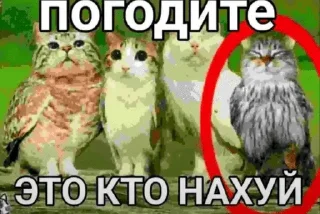 🦉 emoji ещё посидим 2 Telegram sticker 24 of 120