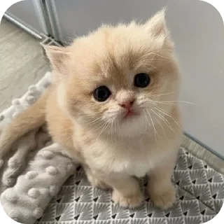 🐱 emoji пиздаболка Telegram sticker 5 of 76