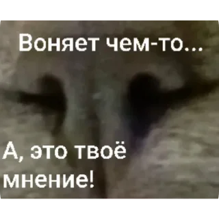 😡 emoji Котики ня Telegram sticker 7 of 76